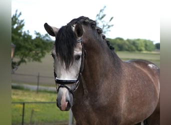 PRE Mix, Wałach, 7 lat, 170 cm, Siwa jabłkowita