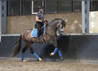 PRE Mix, Wałach, 7 lat, 170 cm, Siwa jabłkowita