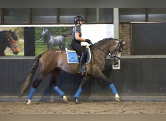 PRE Mix, Wałach, 7 lat, 170 cm, Siwa jabłkowita
