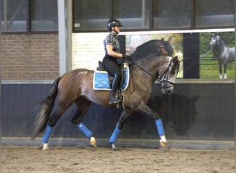 PRE Mix, Wałach, 7 lat, 170 cm, Siwa jabłkowita