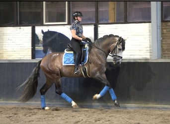 PRE Mix, Wałach, 7 lat, 170 cm, Siwa jabłkowita