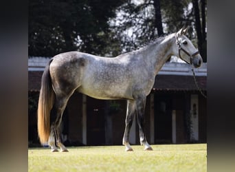 PRE, Wałach, 7 lat, 170 cm, Siwa