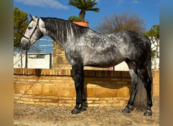 PRE, Wałach, 7 lat, 170 cm, Siwa