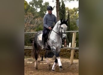 PRE, Wałach, 7 lat, 170 cm, Siwa