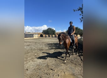 PRE, Wałach, 7 lat, 171 cm, Gniada