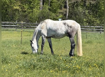 PRE Mix, Wałach, 7 lat, 172 cm, Siwa