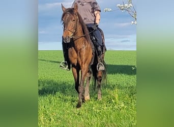 PRE Mix, Wałach, 8 lat, 159 cm, Gniada