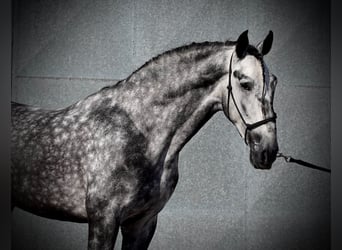 PRE Mix, Wałach, 8 lat, 160 cm, Siwa