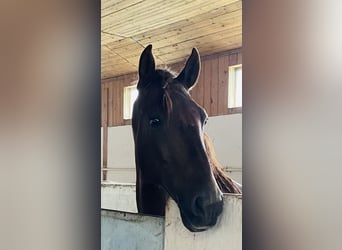 PRE Mix, Wałach, 8 lat, 163 cm, Kasztanowata