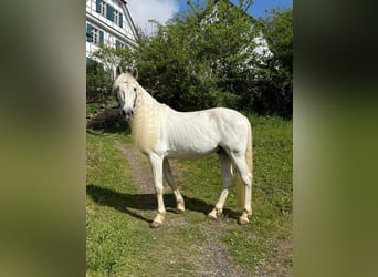 PRE, Wałach, 9 lat, 154 cm, Siwa