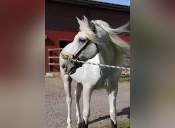 PRE, Wałach, 9 lat, 154 cm, Siwa