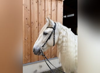 PRE, Wałach, 9 lat, 154 cm, Siwa