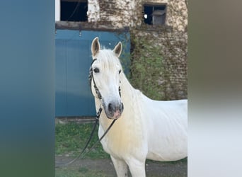 PRE, Wałach, 9 lat, 154 cm, Siwa