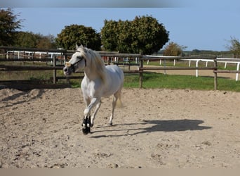 PRE, Wałach, 9 lat, 154 cm, Siwa