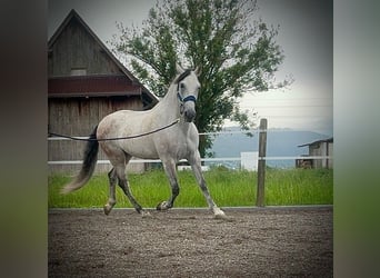 PRE Mix, Wałach, 9 lat, 155 cm, Siwa