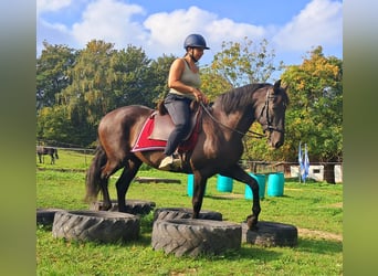 PRE Mix, Wałach, 9 lat, 157 cm, Skarogniada