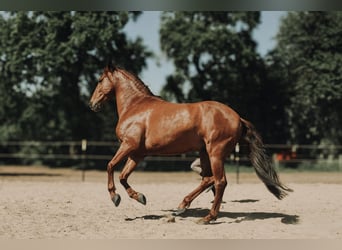 PRE, Wałach, 9 lat, 158 cm, Kasztanowata