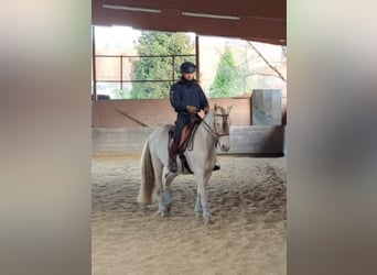 PRE, Wałach, 9 lat, 160 cm, Perlino