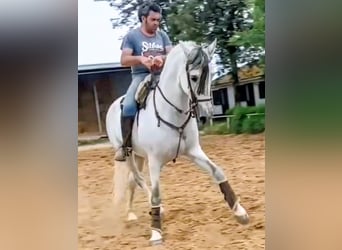 PRE Mix, Wałach, 9 lat, 163 cm, Siwa jabłkowita