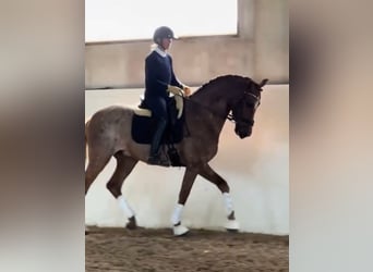 PRE Mix, Wałach, 9 lat, 166 cm, Ciemnokasztanowata