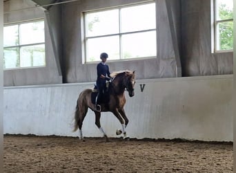 PRE Mix, Wałach, 9 lat, 166 cm, Ciemnokasztanowata
