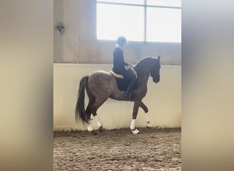 PRE Mix, Wałach, 9 lat, 166 cm, Ciemnokasztanowata