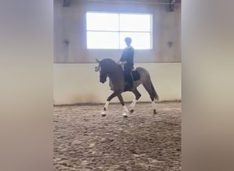 PRE Mix, Wałach, 9 lat, 166 cm, Ciemnokasztanowata