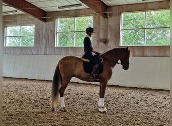 PRE Mix, Wałach, 9 lat, 166 cm, Ciemnokasztanowata