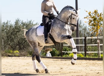 PRE Mix, Wałach, 9 lat, 168 cm, Siwa