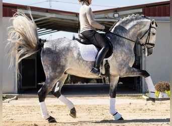 PRE Mix, Wałach, 9 lat, 168 cm, Siwa