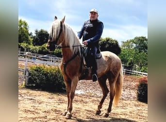 PRE Mix, Wałach, 9 lat, 170 cm, Izabelowata