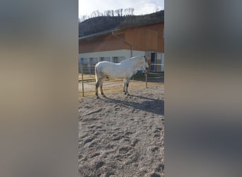 PRE, Wałach, 9 lat, 170 cm, Siwa jabłkowita