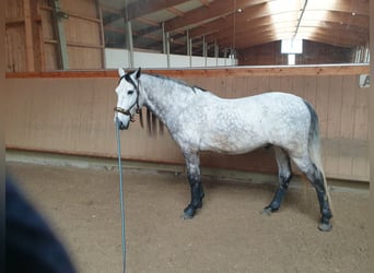 PRE, Wałach, 9 lat, 170 cm, Siwa jabłkowita