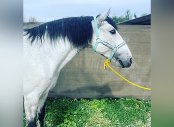 PRE Mix, Wałach, 10 lat, 159 cm, Siwa w hreczce