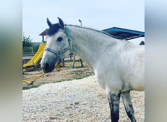 PRE Mix, Wałach, 10 lat, 159 cm, Siwa w hreczce