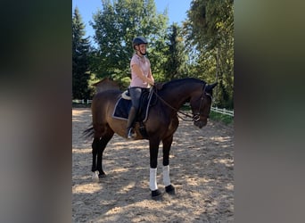 PRE Mix, Wałach, 14 lat, 164 cm, Ciemnogniada