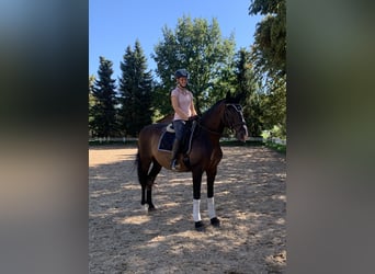 PRE Mix, Wałach, 14 lat, 164 cm, Ciemnogniada