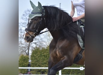PRE Mix, Wałach, 14 lat, 164 cm, Ciemnogniada