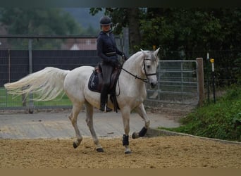 PRE Mix, Wałach, 14 lat, 164 cm, Siwa w hreczce