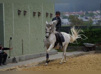 PRE Mix, Wałach, 14 lat, 164 cm, Siwa w hreczce