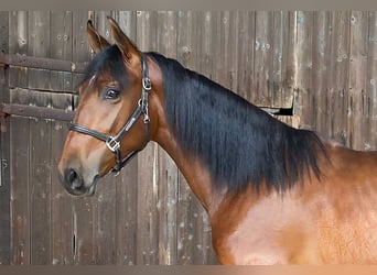 PRE, Wałach, 2 lat, 157 cm, Gniada