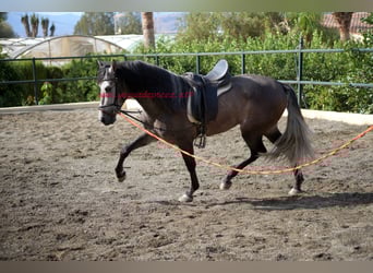 PRE, Wałach, 3 lat, 160 cm, Siwa