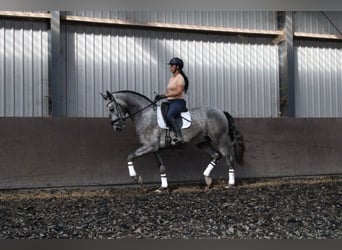PRE, Wałach, 3 lat, 171 cm, Stalowosiwy