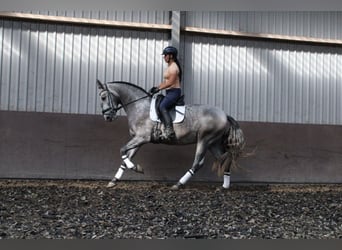 PRE, Wałach, 3 lat, 171 cm, Stalowosiwy
