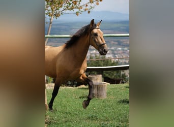 PRE Mix, Wałach, 4 lat, 160 cm, Bułana