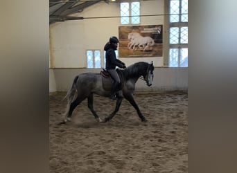 PRE Mix, Wałach, 4 lat, 162 cm, Siwa