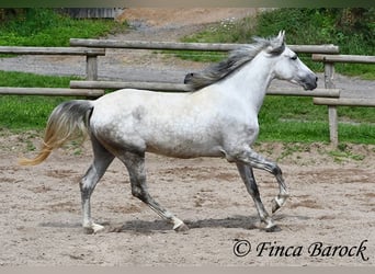 PRE, Wałach, 4 lat, 164 cm, Siwa