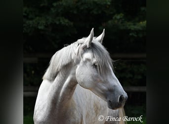 PRE, Wałach, 4 lat, 164 cm, Siwa