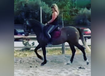 PRE Mix, Wałach, 5 lat, 156 cm, Kasztanowatodereszowata