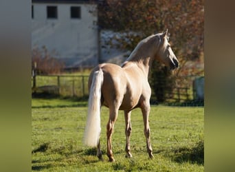 PRE, Wałach, 5 lat, 157 cm, Izabelowata